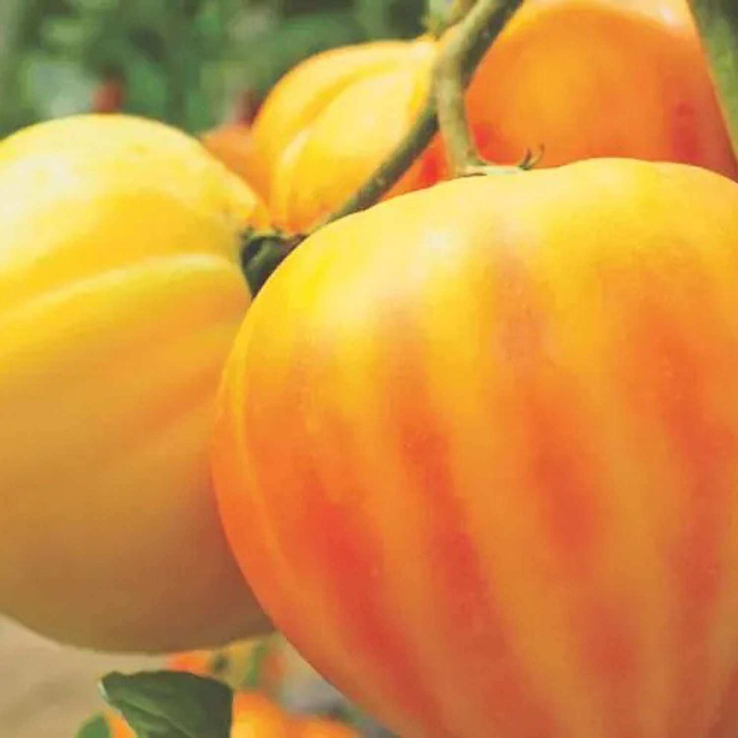 Tomate 'GOURMANSUN F1' (graines)